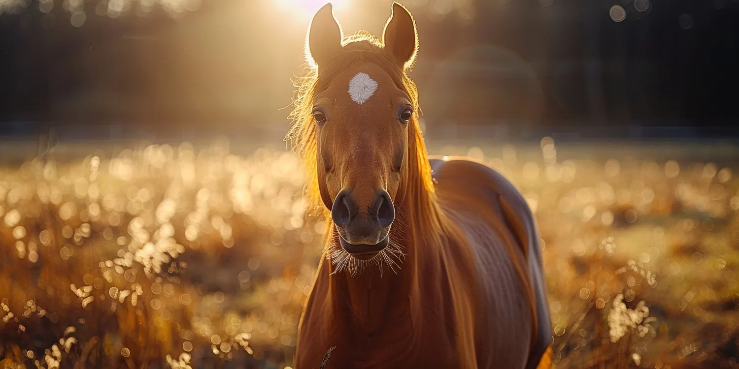 Jak godnie pożegnać się ze swoim zwierzęcym pupilem?