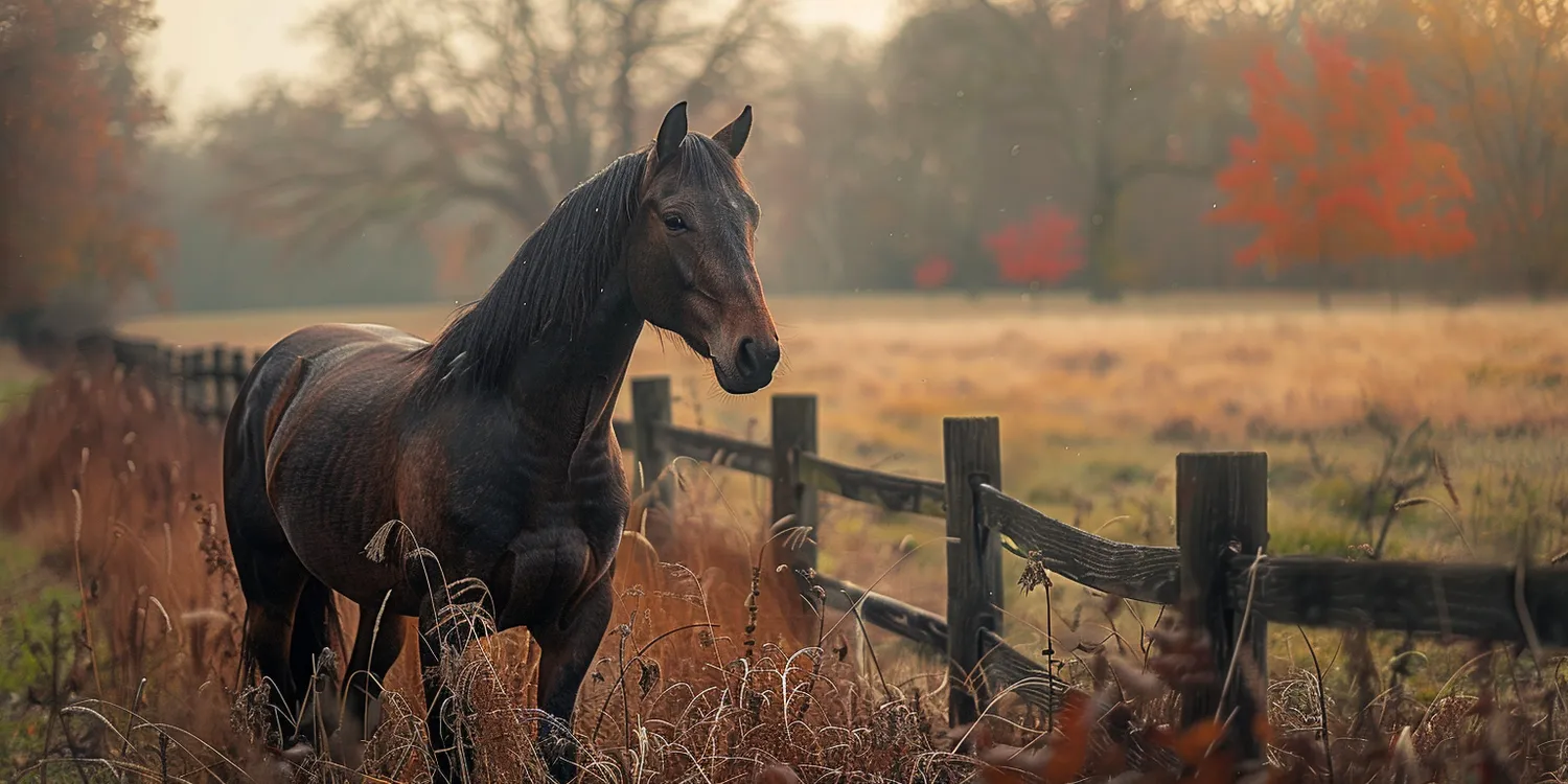 Krematoria dla zwierząt - rosnąca popularność